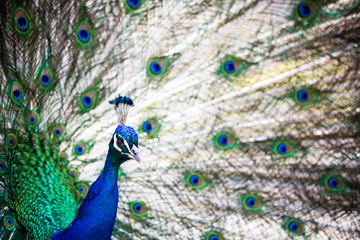 Obraz premium Splendid peacock with feathers out (Pavo cristatus)