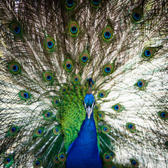 Obraz premium Splendid peacock with feathers out (Pavo cristatus)