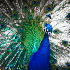 Splendid peacock with feathers out (Pavo cristatus)