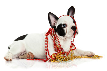 french bulldog with beads isolated on white background