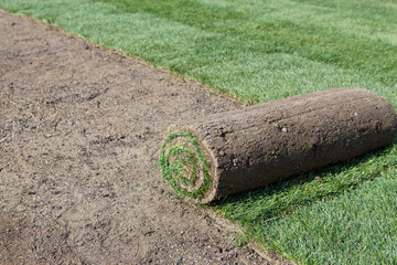 rolled sod