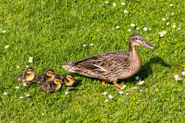 duck with ducklings.walk in city