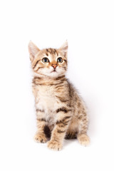 kitten sitting on white background