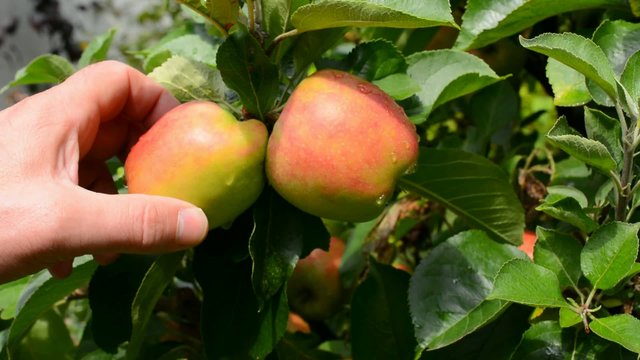 &Auml;pfel pfl&uuml;cken