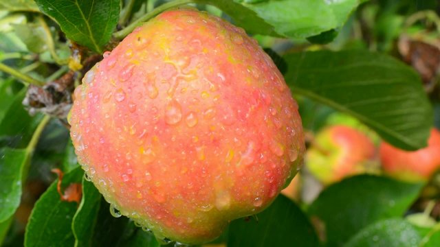 Apfelbaum im Regen