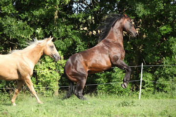Two quarter horse stallions fighting with each other