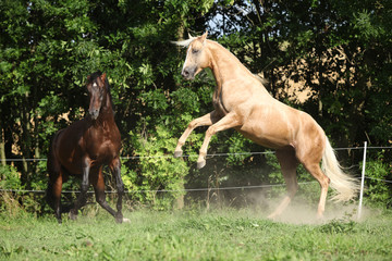 Fototapeta na wymiar Two quarter horse stallions fighting with each other