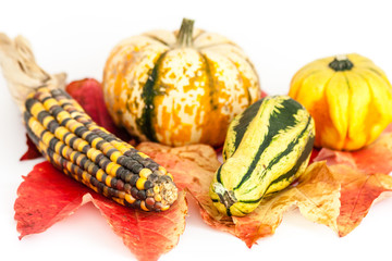 Zierkürbisse, ornamental or decorative gourd