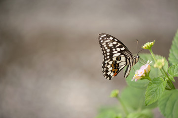 Butterfly on green leaf