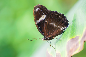 Obraz na płótnie Canvas Butterfly on green leaf