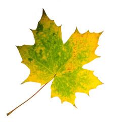 Farben des Herbstes: Buntes Ahornblatt