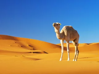 Zelfklevend Fotobehang Camel in the Sahara desert, Morocco © jahmaica