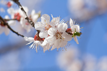 Flowering apricot