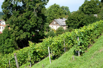 Fototapeta na wymiar View of house and vineyard