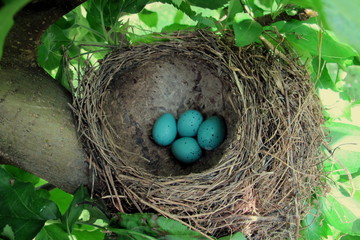 Four blue eggs in the nest