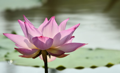 Pink lotus with green leaf