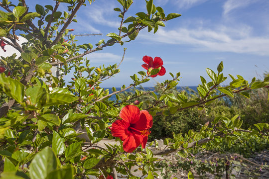 red hibiscus flowers on a background of green foliage