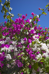 Obraz na płótnie Canvas hedge of bougainvillea with white and purple flowers