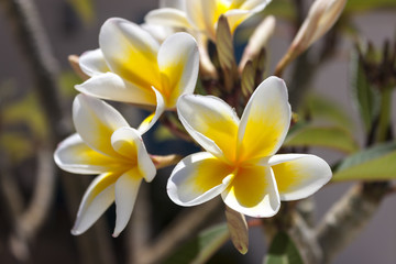 Fototapeta na wymiar Close up of frangipani Plumeria flowers in Crete