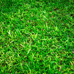 Green grass surface