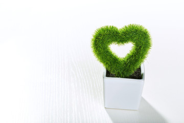 heart-shaped plant
