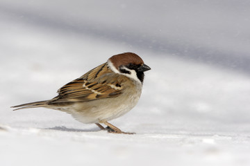 Tree sparrow, Passer montanus