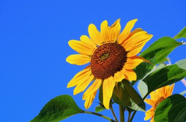 Sonnenblumen - sunflowers 38