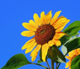 Sonnenblumen - sunflowers 39