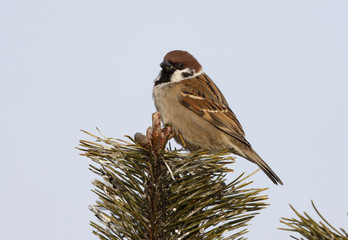 Tree sparrow, Passer montanus