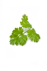 fresh coriander (cilantro) herb isolated on a white background.