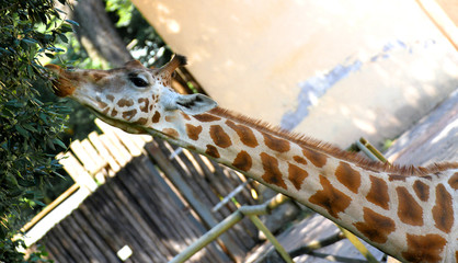 giraffe long necked while eating the leaves 3