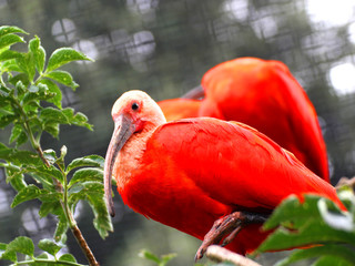 Red ibis bird with very vivid plumage