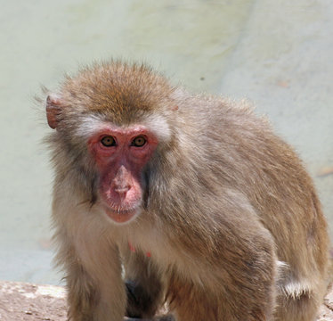 deep and meaningful look of a macaque monkey