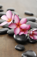 Fototapeta na wymiar frangipani flower and zen stones on wooden board