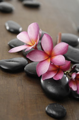Fototapeta na wymiar zen stones with frangipani on wooden board