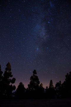 Milkyway on forest