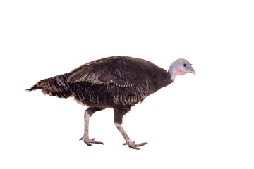 Turkey hen isolated on white