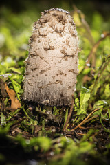 Mushroom Coprinus comatus