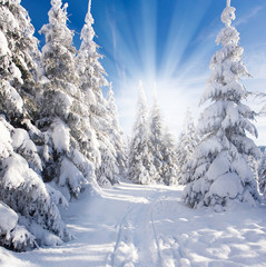 Obrazy na Szkle  słoneczny zimowy las