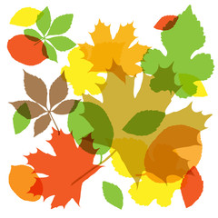 Autumn background with leaves