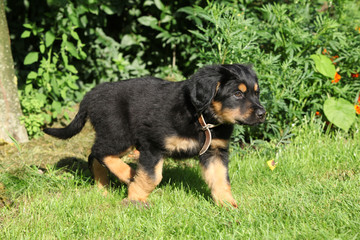 Hovawart puppy moving in the garden © Zuzana Tillerova