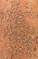 Background of rye bread with caraway seed.