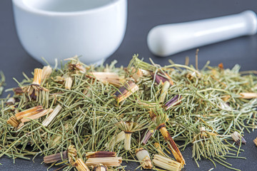 Schachtelhalm, Equisetum arvense, Heilkraut