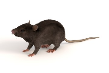 3d render of mus musculus