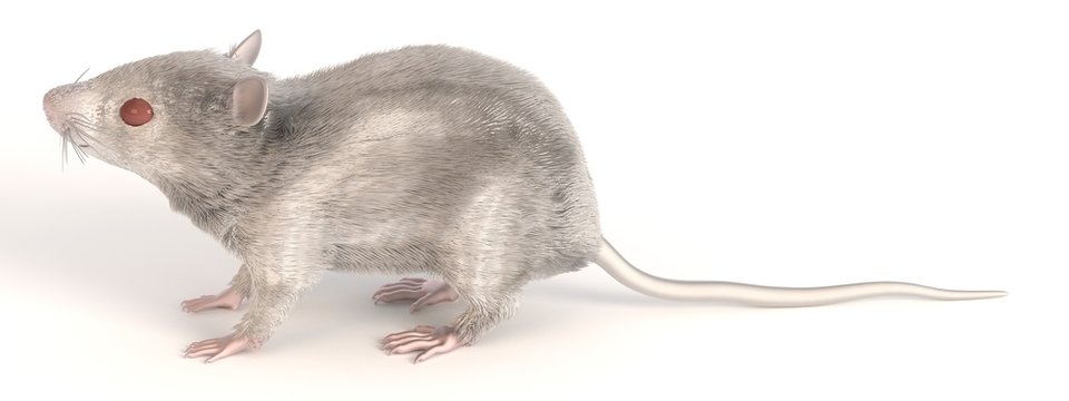 3d render of white mouse