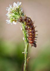 Schmetterlingsraupe