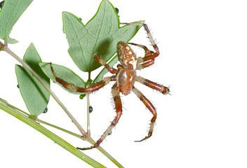 Spider on leaf 7