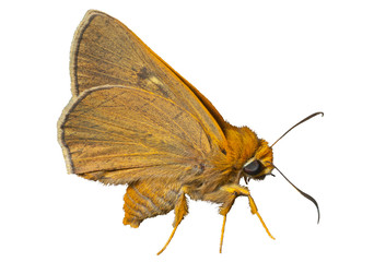 Small butterfly (Augeades) 3