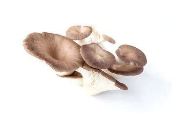 oyster mushroom on white background