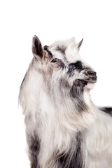 Portrait Of Goat Isolated On White Background